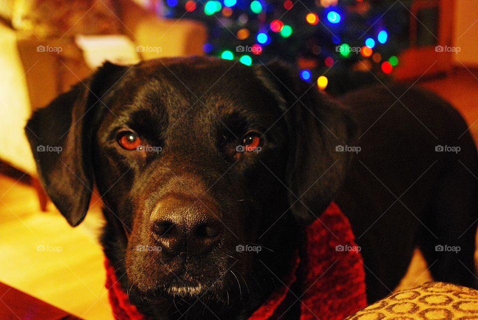 Our dog, Ruby, dressed up for the Holidays! 