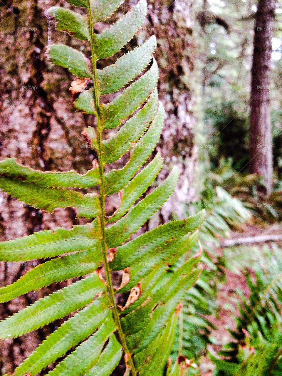 Forest fern