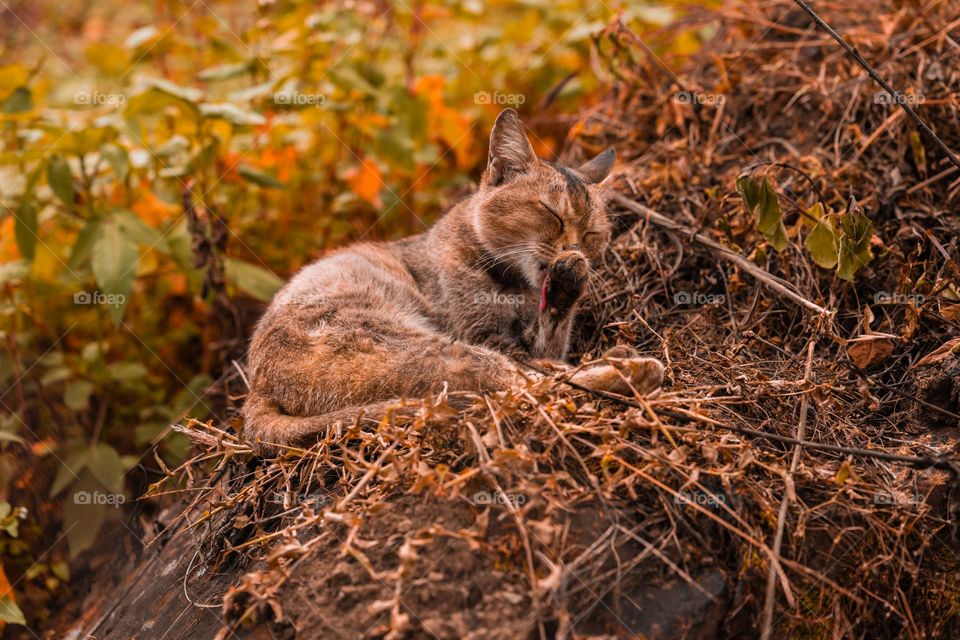 A cat enjoying a leisure time.