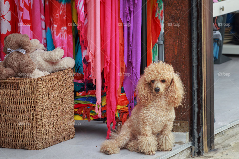A cute little poodle in front of shop