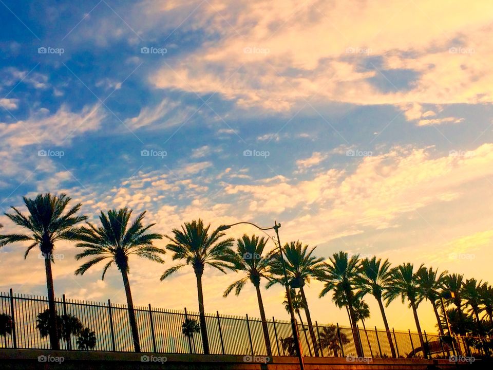 Palm trees in a row against dramatic sky