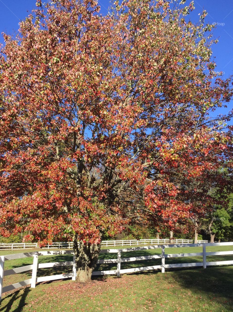 Fall on the Farm