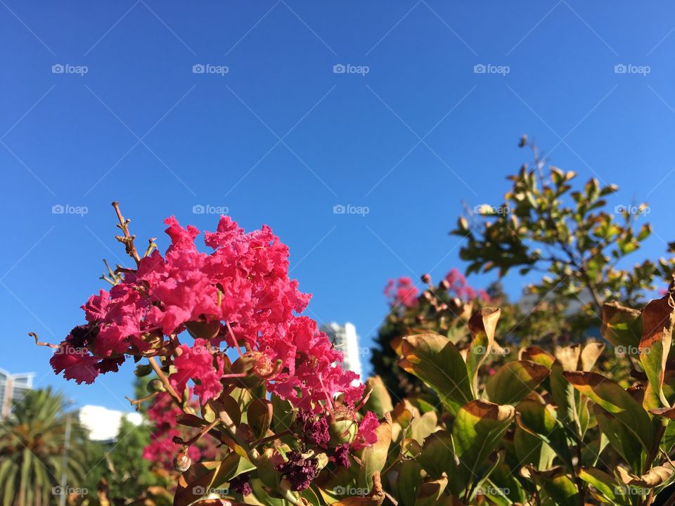 Red flower called tuscarora in the city’s garden.