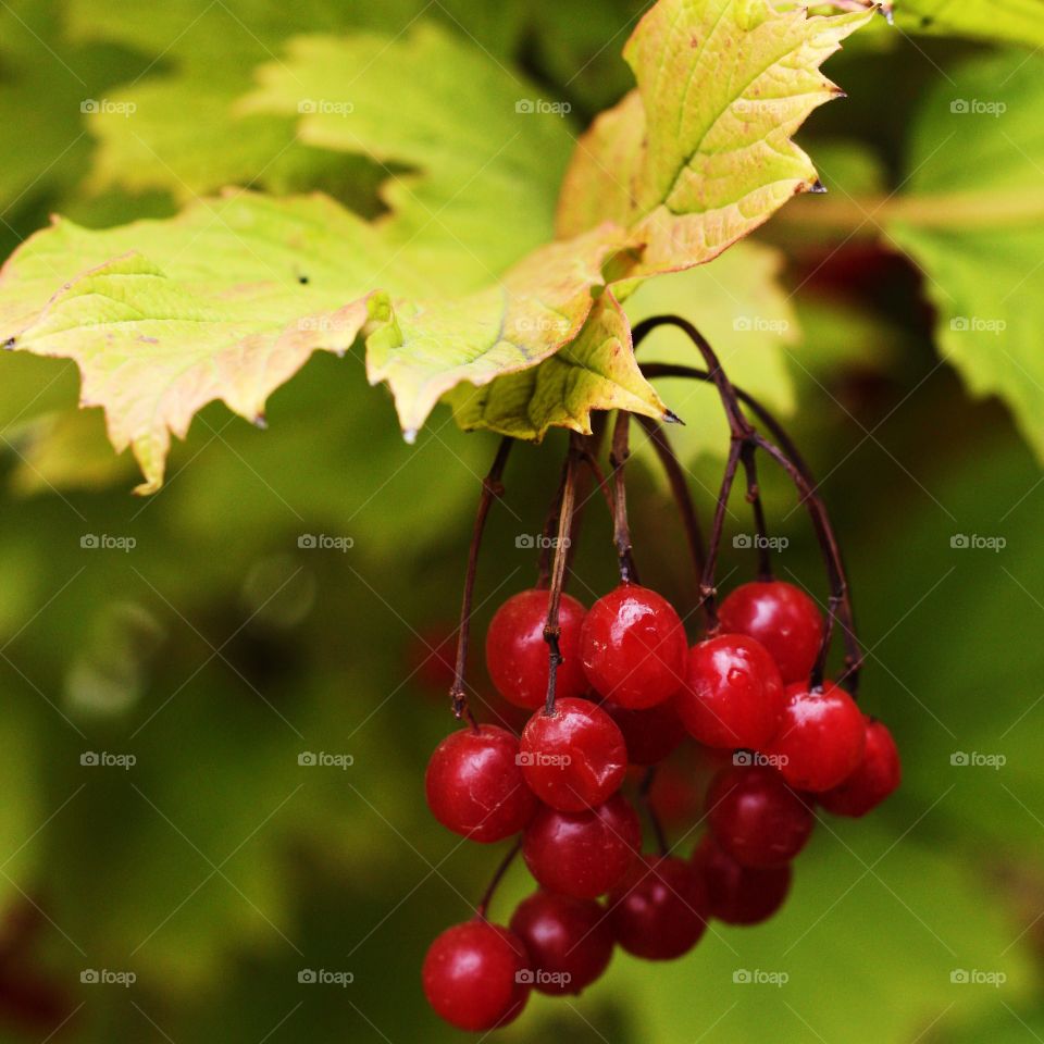 Viburnum 