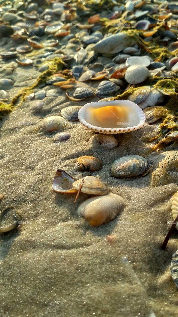 Seashells