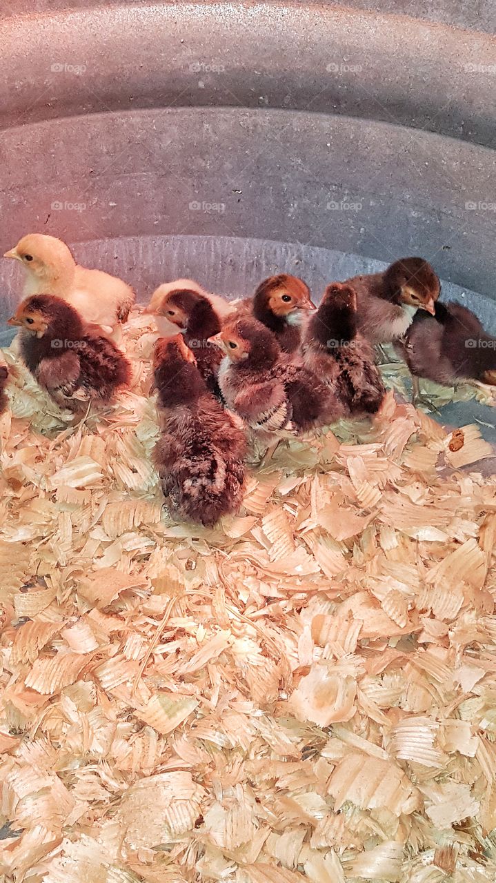 baby chickens together on pine shavings