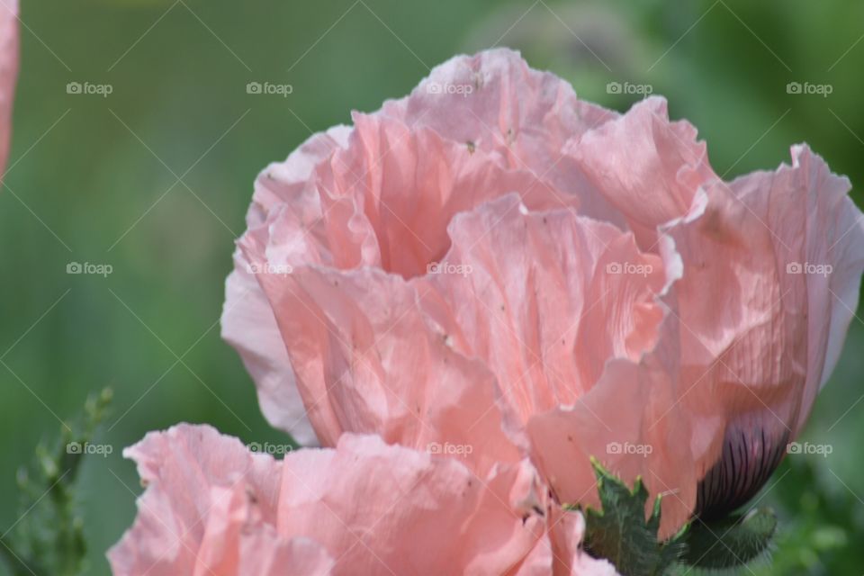 Pink poppy