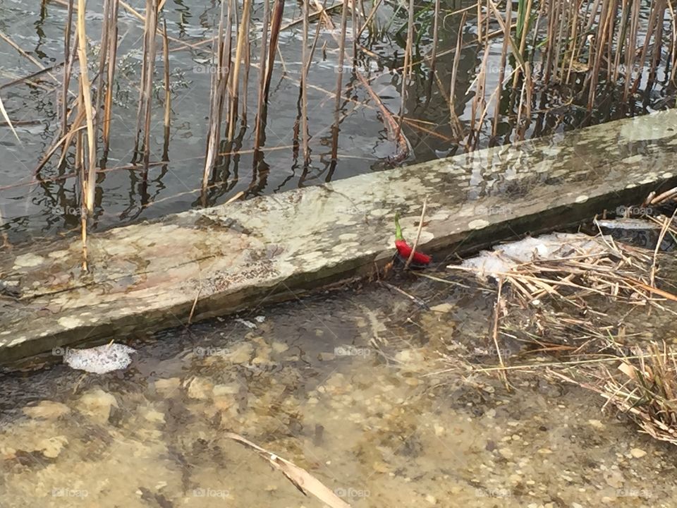 Water - high tide coming in