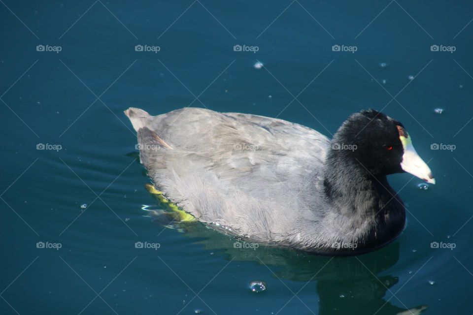 Coot in the Water