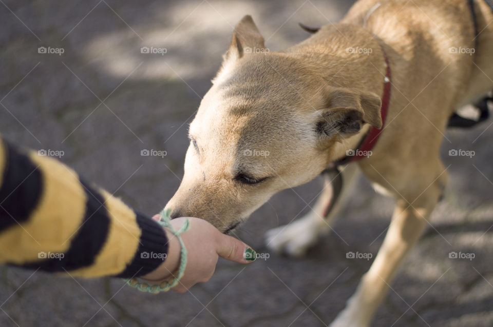 Cute dog eats out of hand