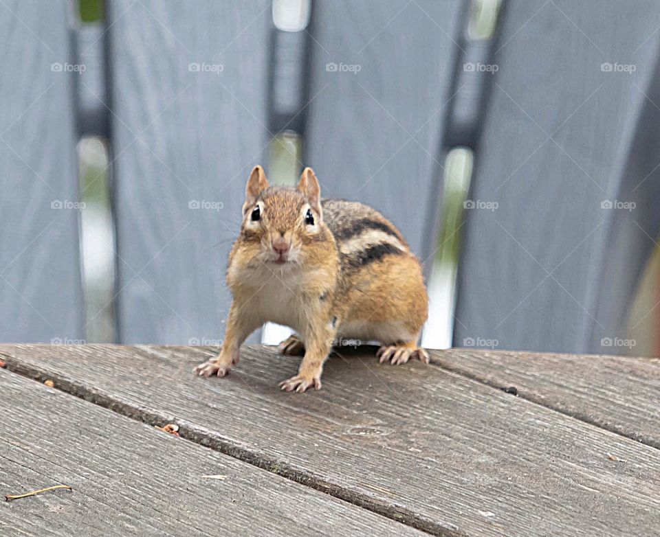 Chipmunk 