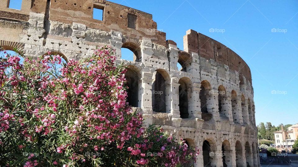 Coliseum in Rome with flowers