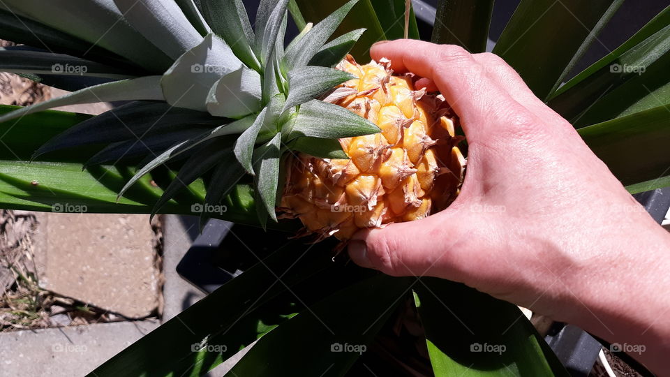 Homegrown Pineapple
