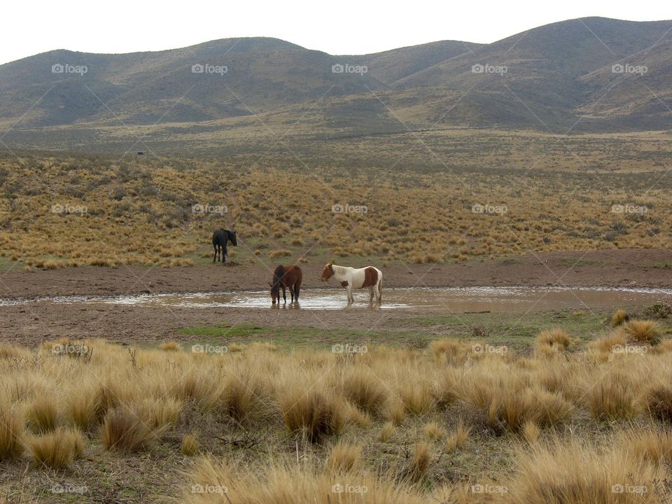 animales en el campo