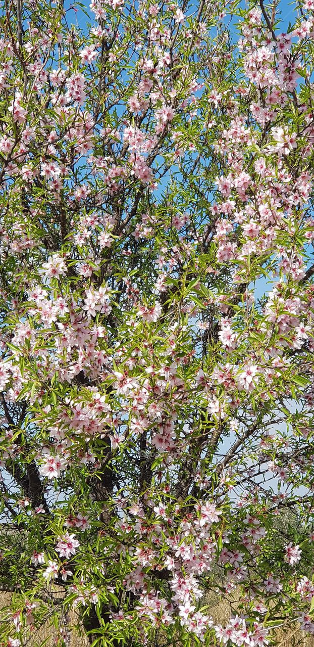 Flowers almond