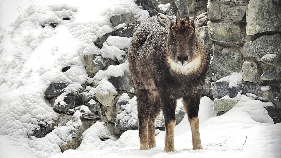 Goral is a cloven-hoofed mammal from the family polorogih, living in the South-East of Russia, North-East of China and the Korean Peninsula.