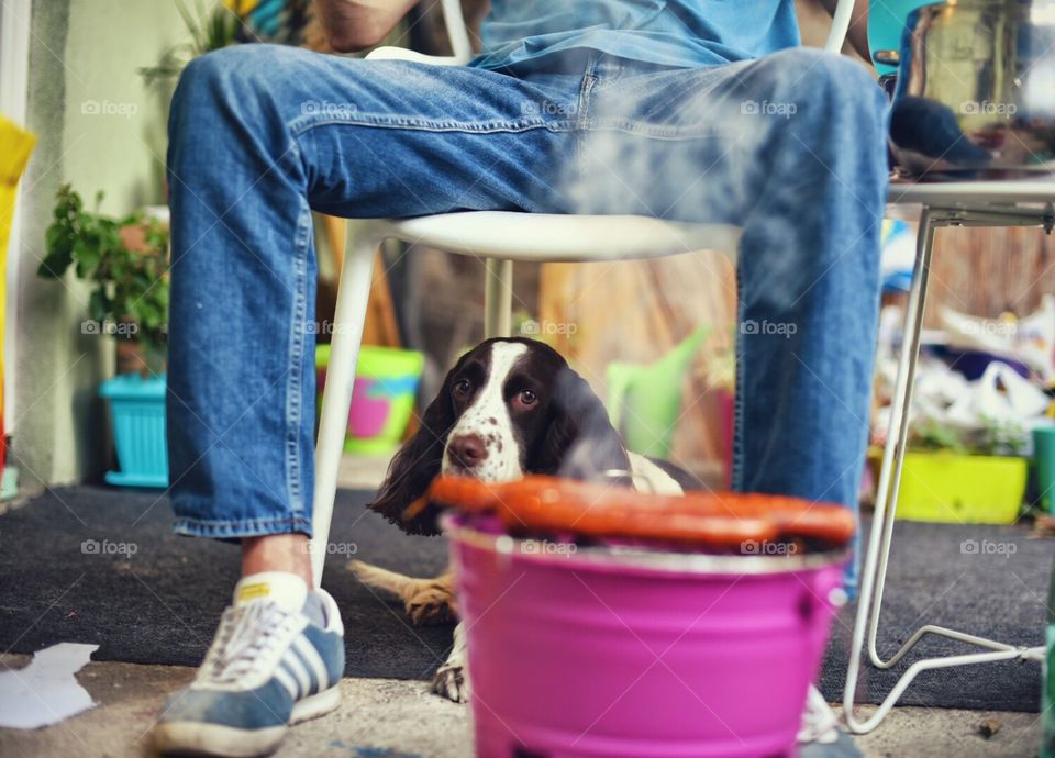Dog and barbecue