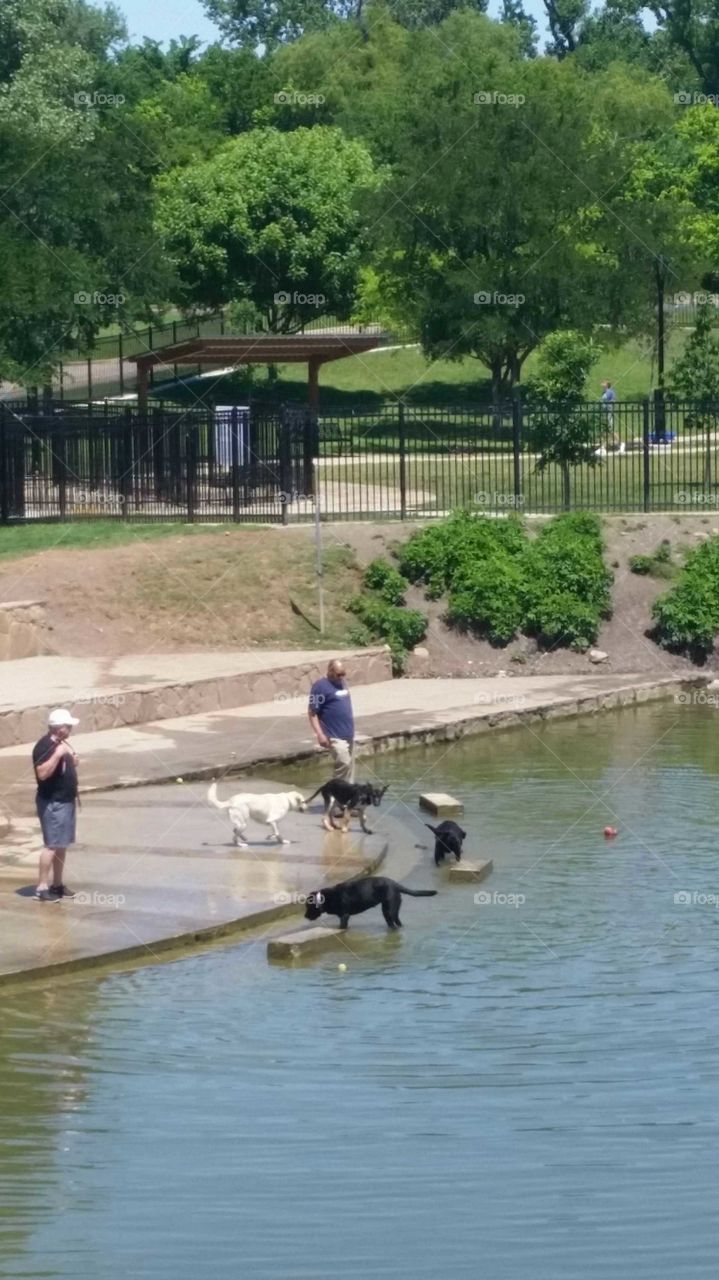 Dog Park
