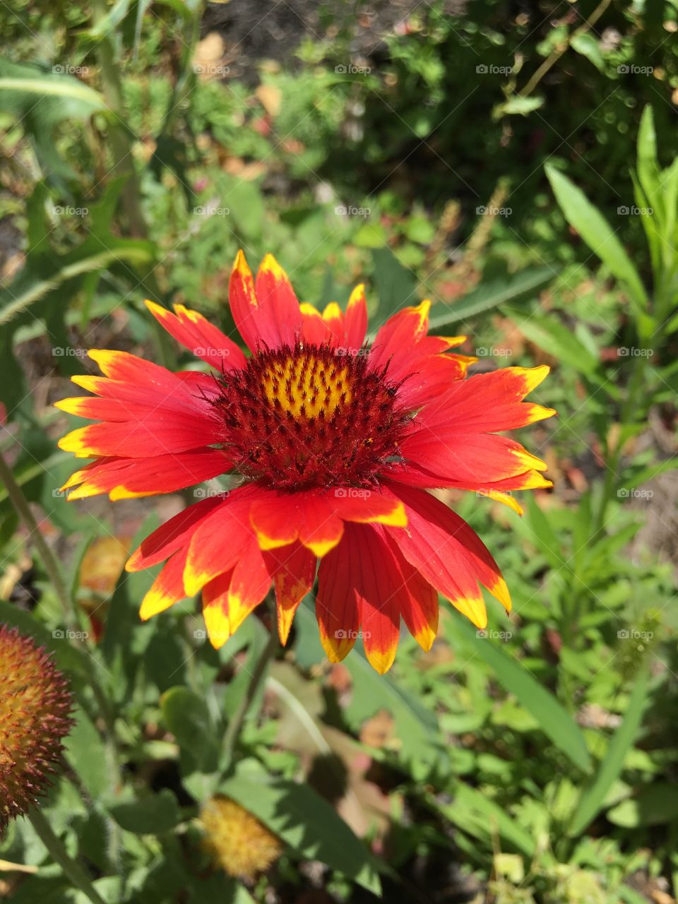 Red flower 