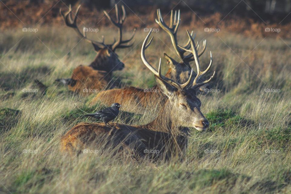 A beautiful group of Stag's resting at Richmond park on a winter day