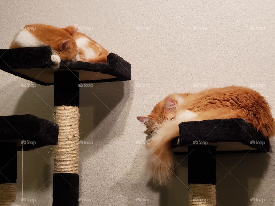 comfy kitties