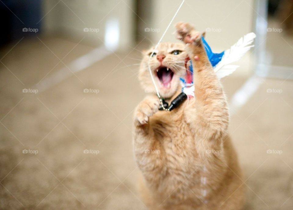 Fierce cat playing with a toy