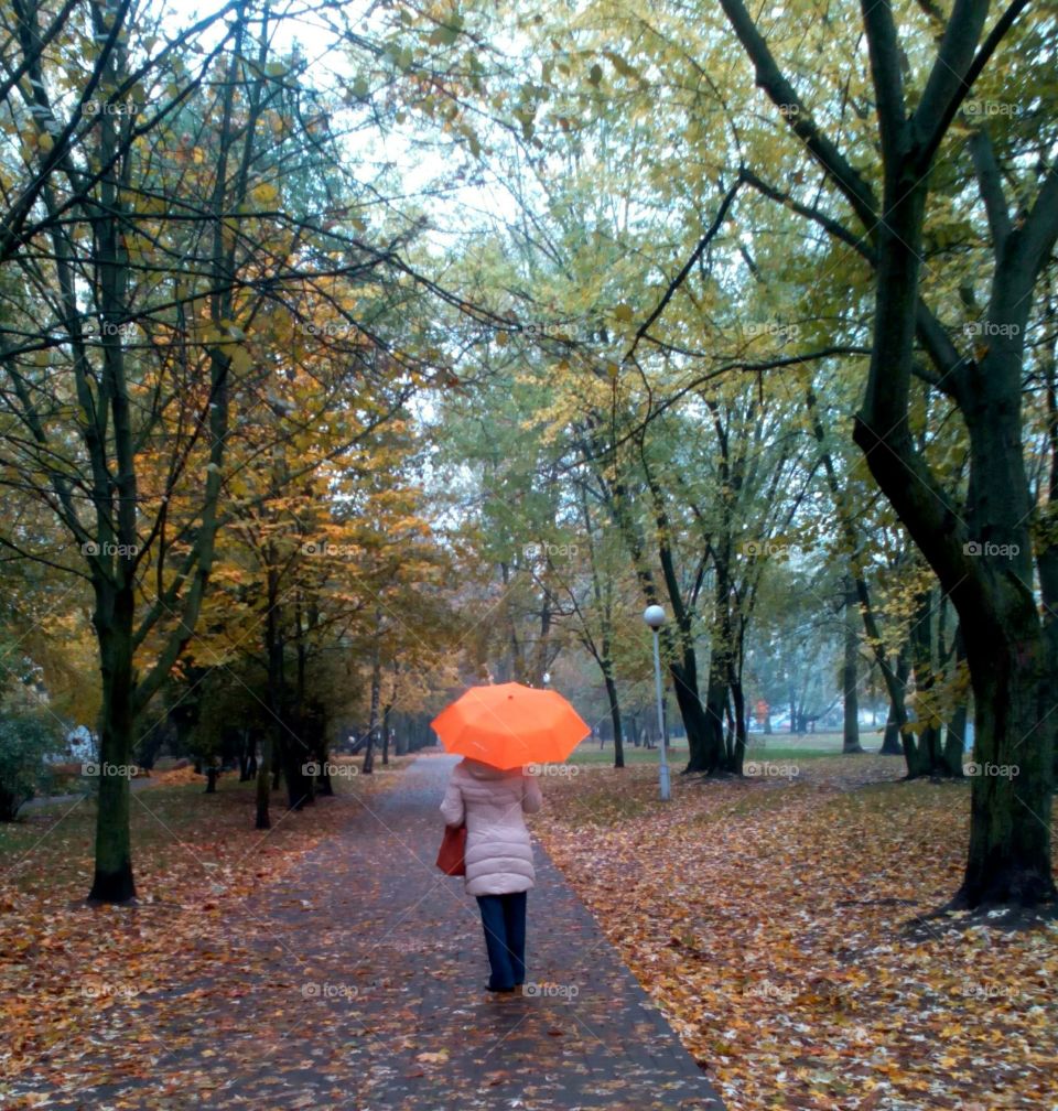 Fall, Tree, Park, Leaf, Wood