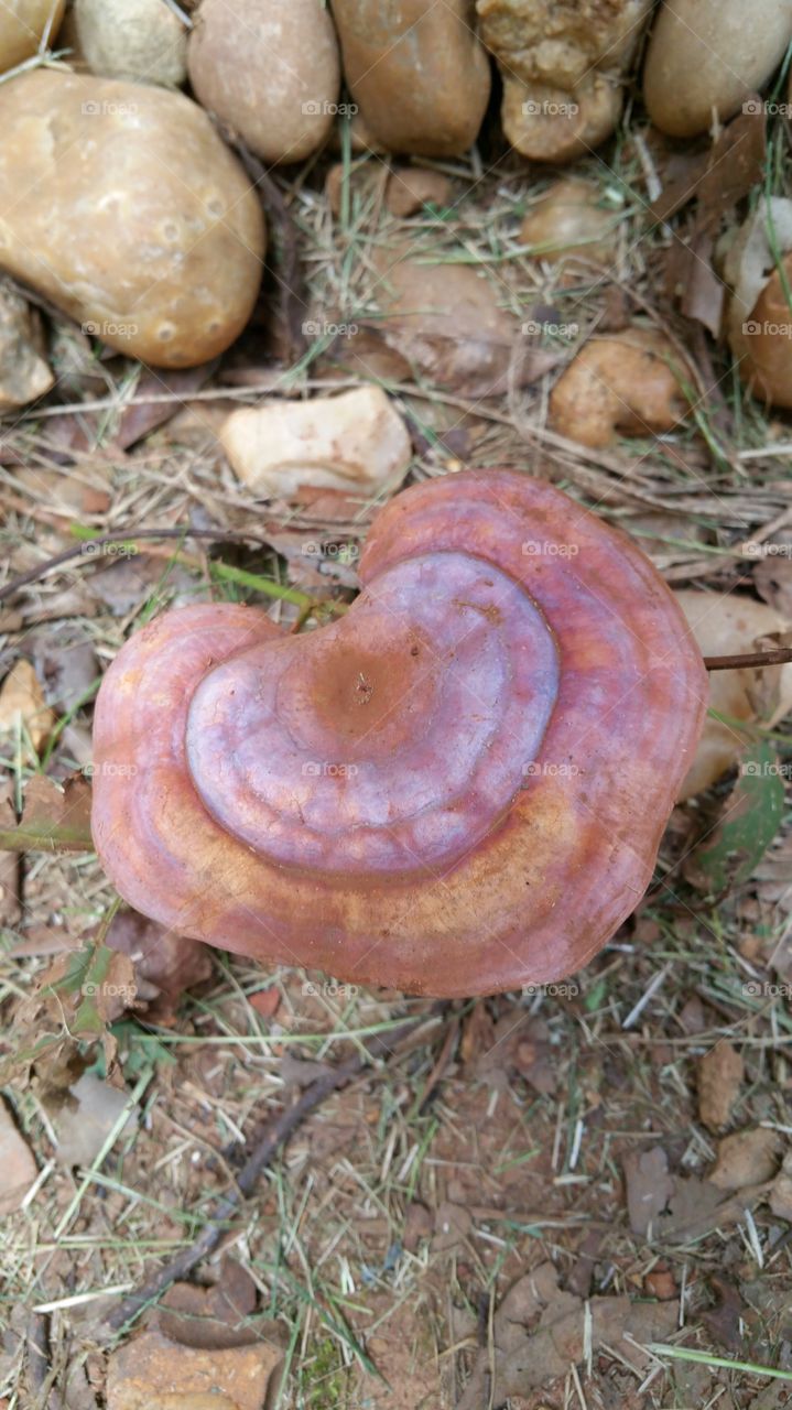 Heart mushroom
