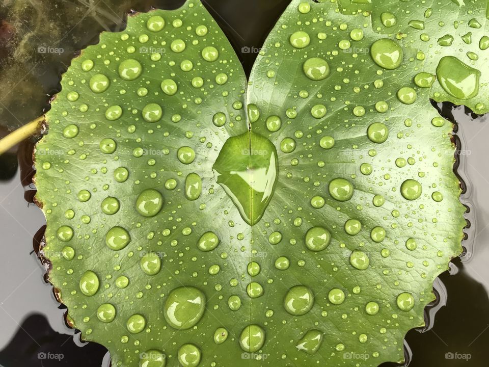 Raindrops on a lotus leaf 