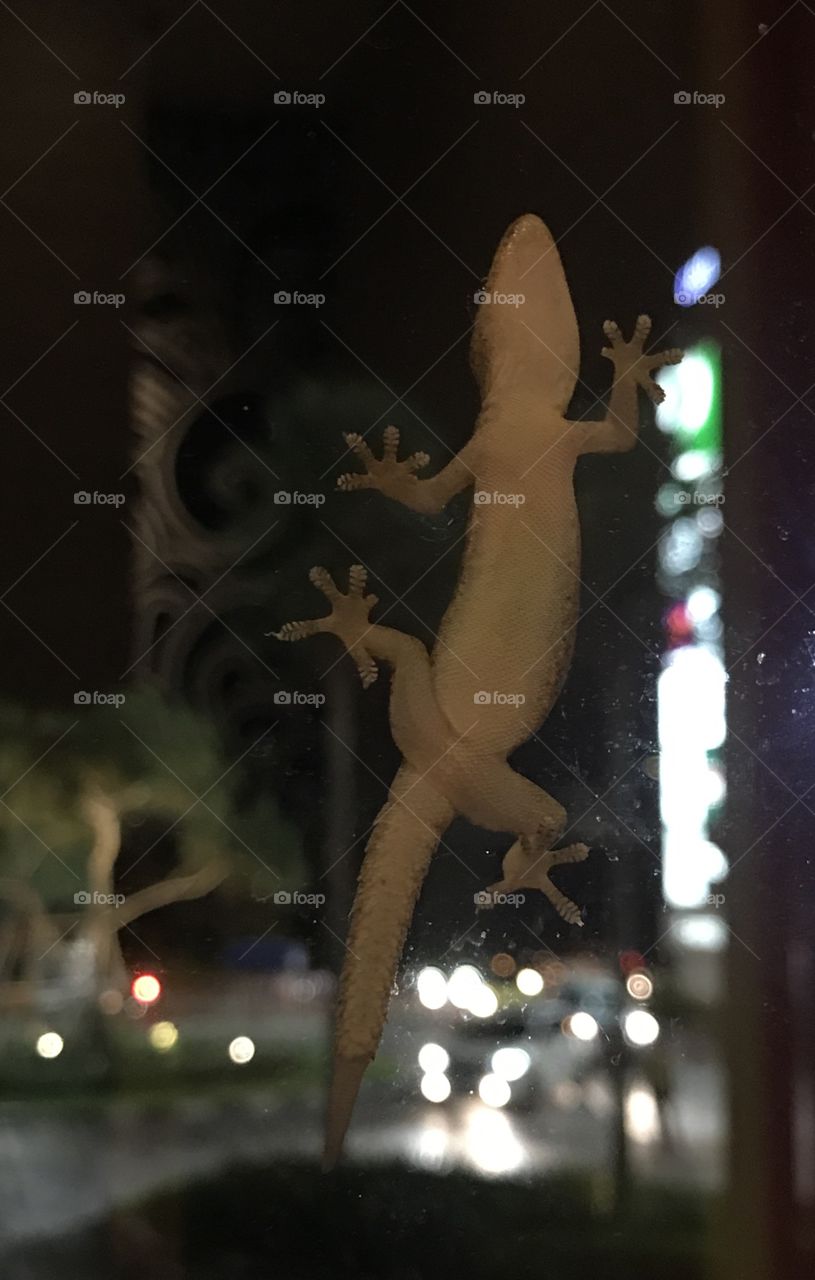 The lizard catch the mirror , cute animal world