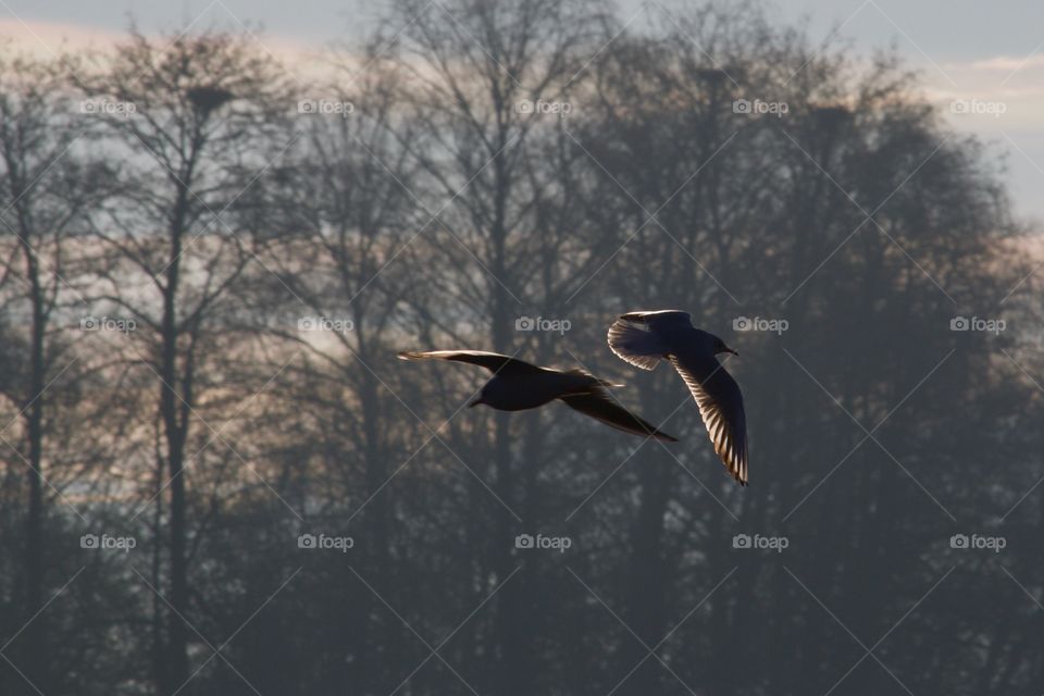 Close-up of seagulls flying