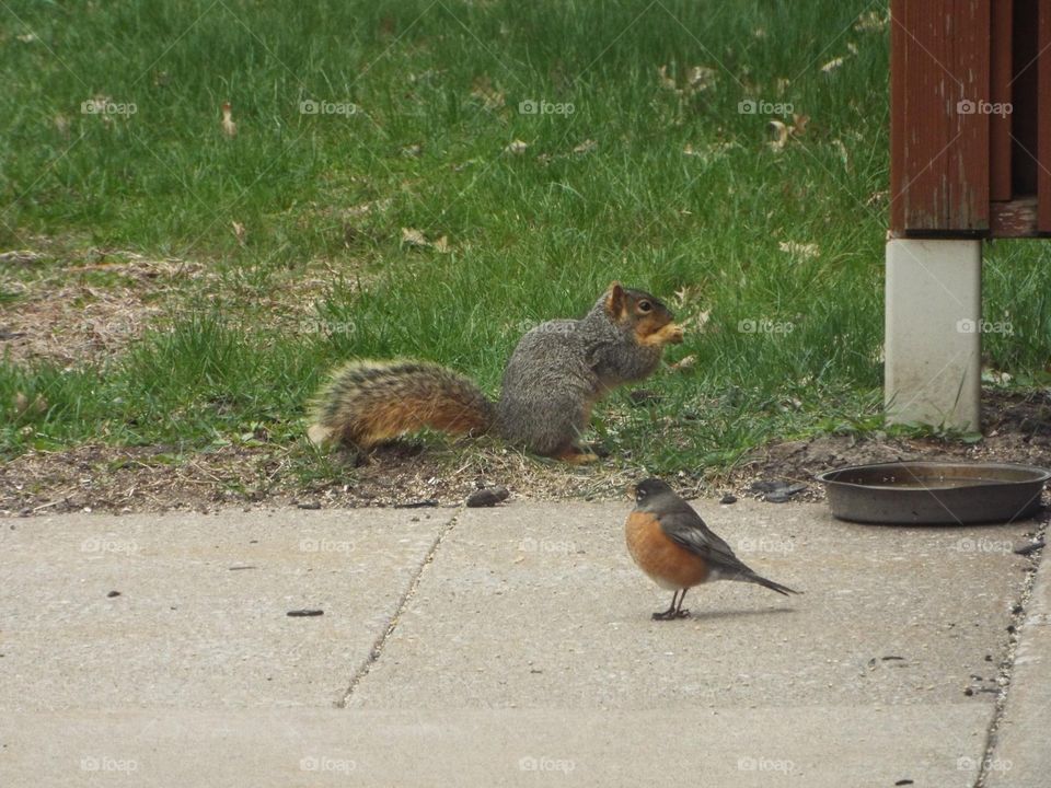 Squirrel and Robin 