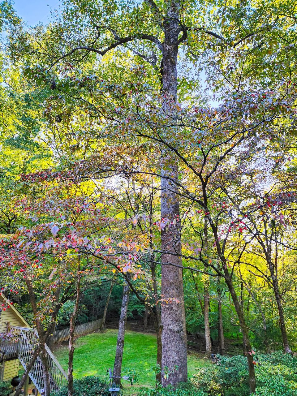 Fall has arrived as the sun filters through thick leaves of varying color in a North Carolina neighborhood