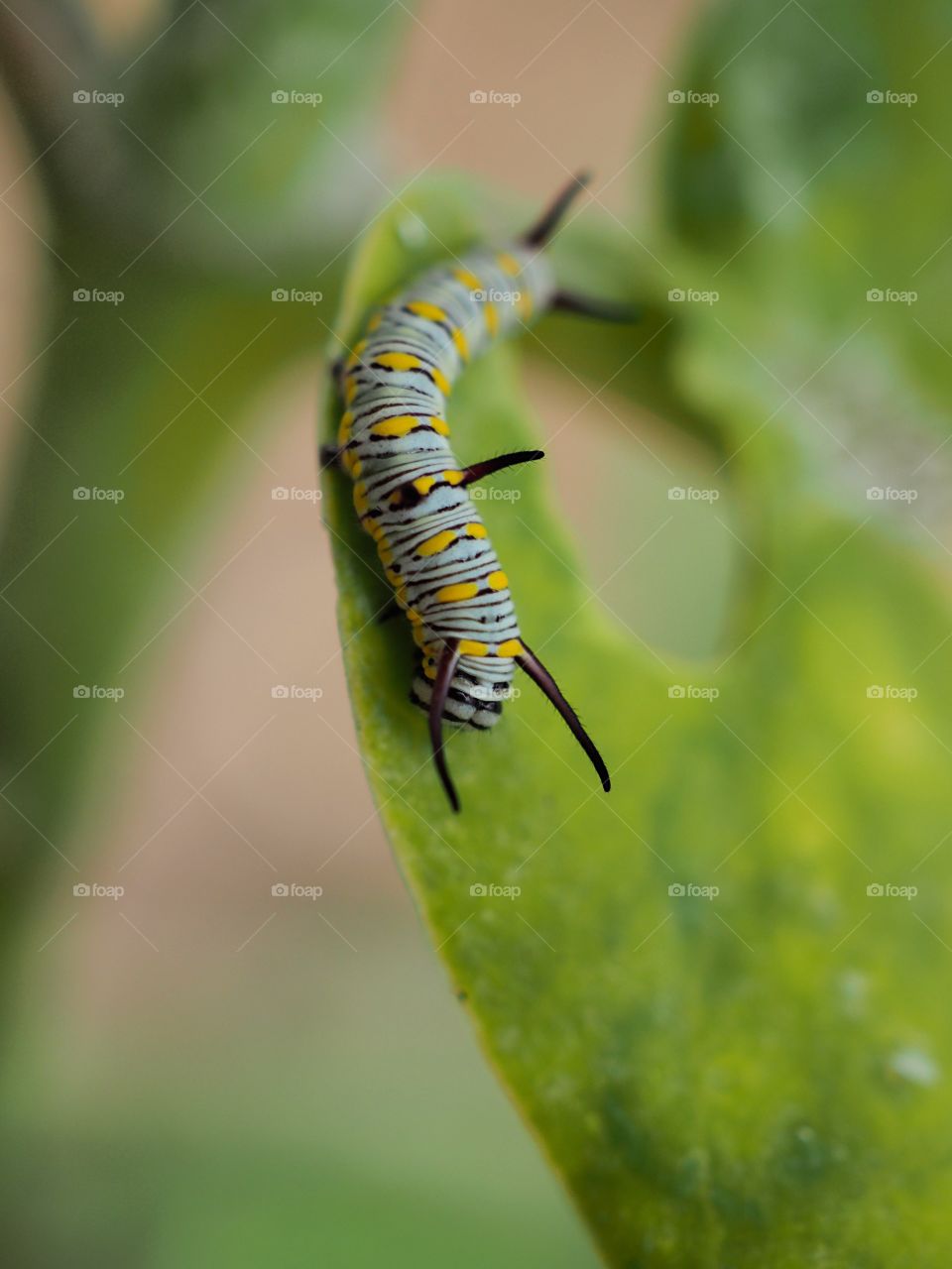 Insect, Butterfly, Caterpillar, Wildlife, Larva
