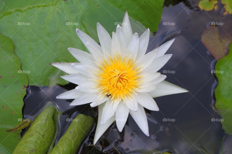 White lotus in full bloom with green lotus leaves on the water surface.
