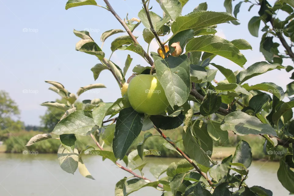 Apple