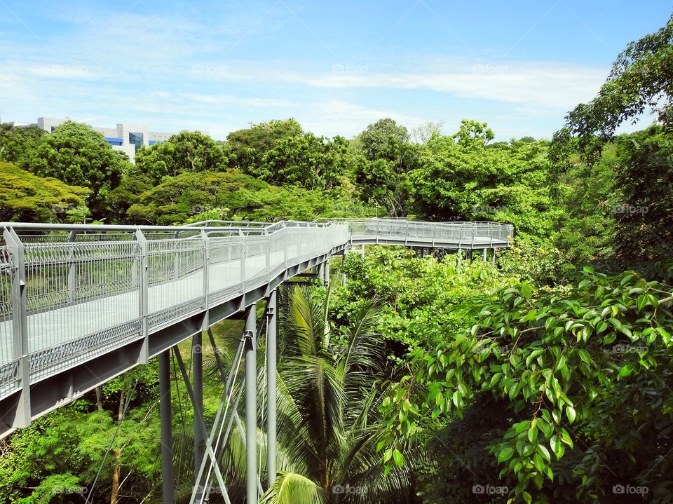 Bridge forest 
