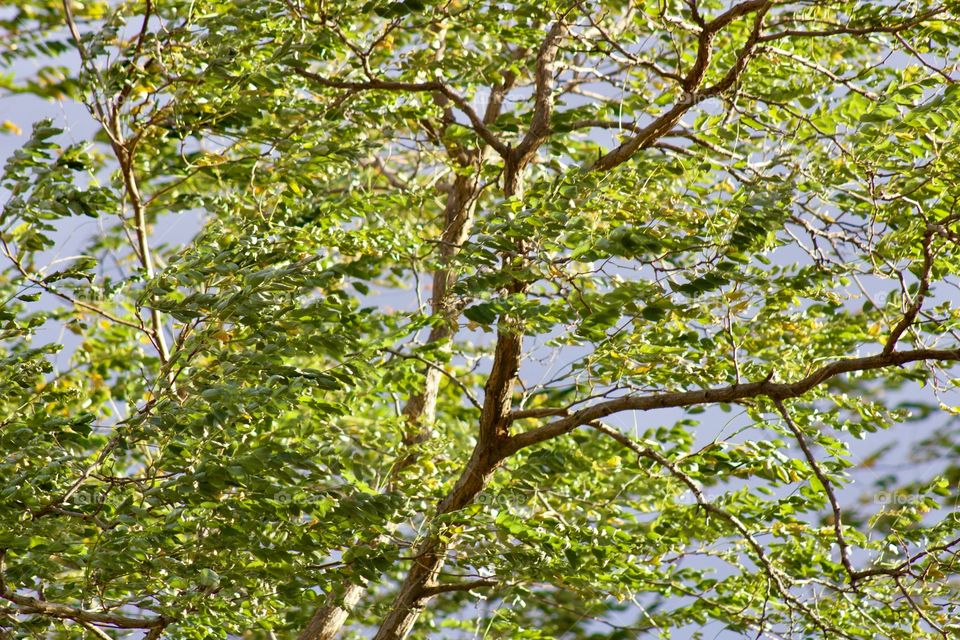 The leaves of a white locust tree being blown horizontally by gusty winds against a grey-blue sky before a storm 