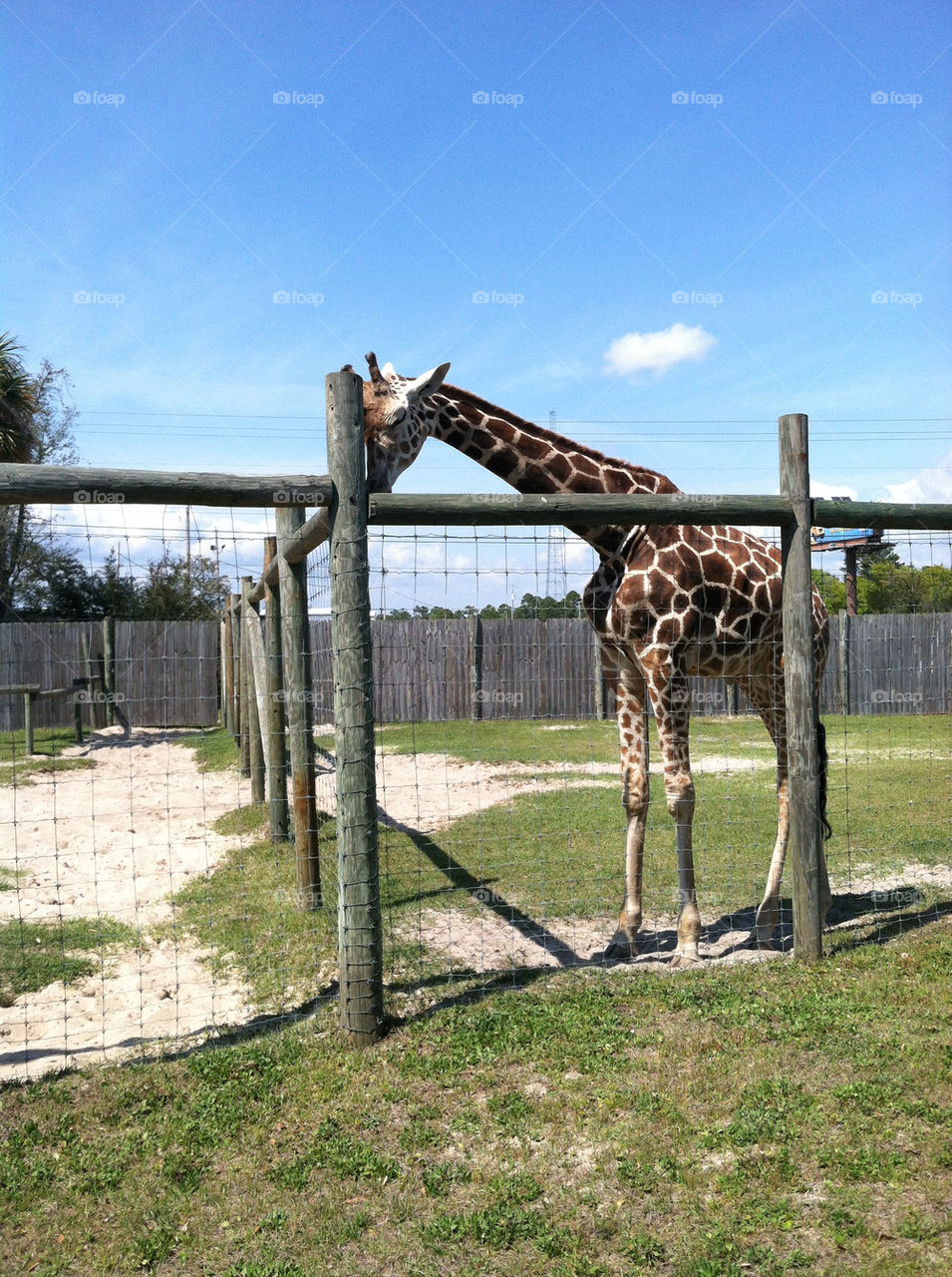 Giraffe at Gulf Breeze Zoo