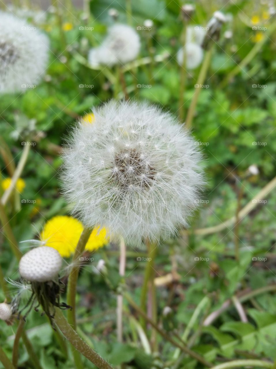 Make-a-Wish dandelion