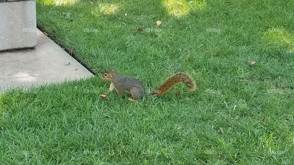 Squirrel