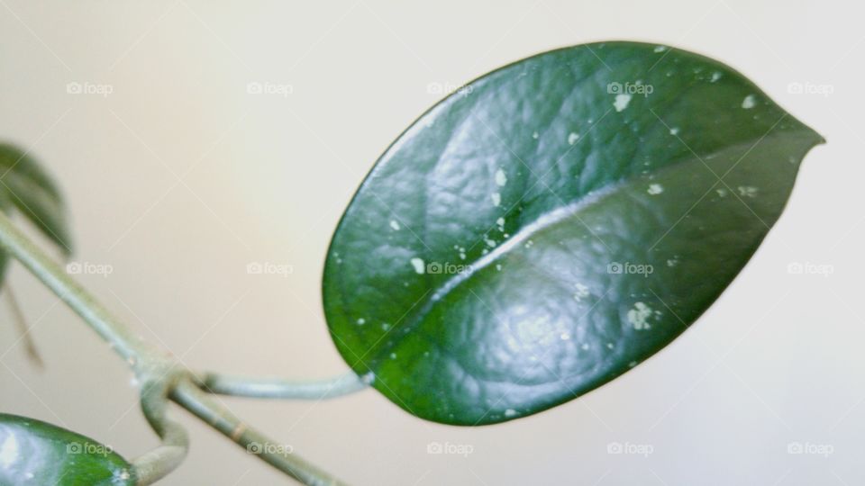 Isolated Leaf