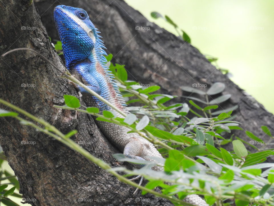 blue lizard with attractive skin