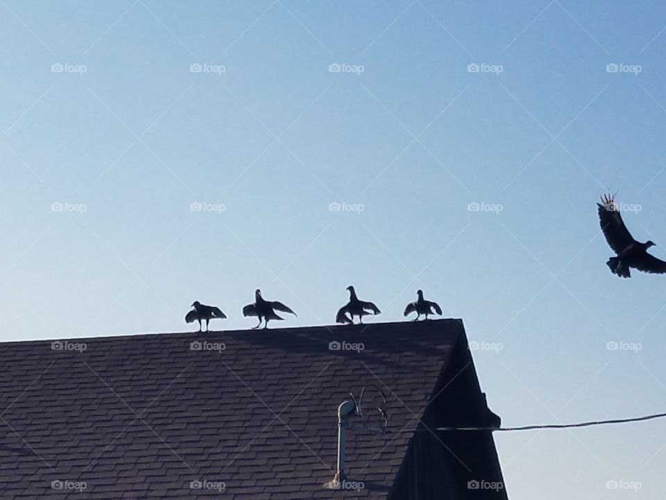 Bird, Sky, Pigeon, Roof, Crow