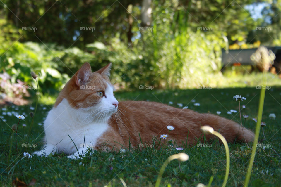 sweden grass summer cat by lorimar