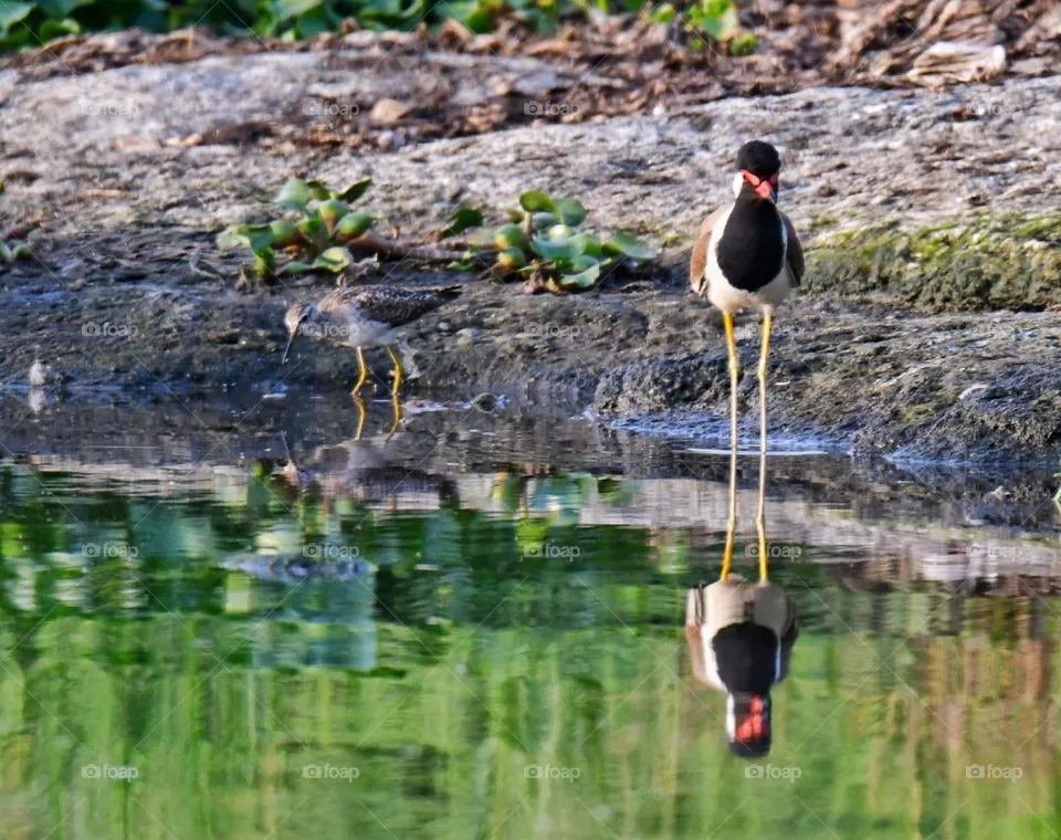 Birds 