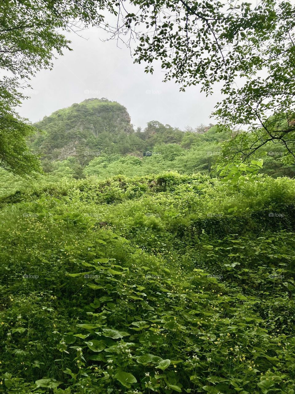 A view through the trees