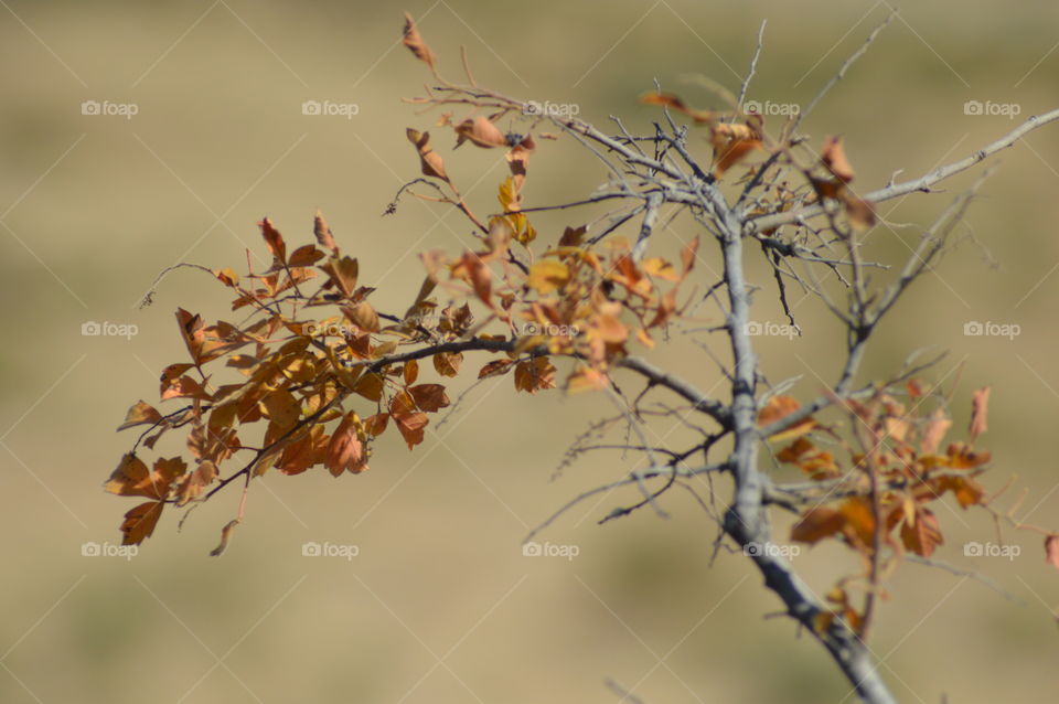 Dry tree in winter