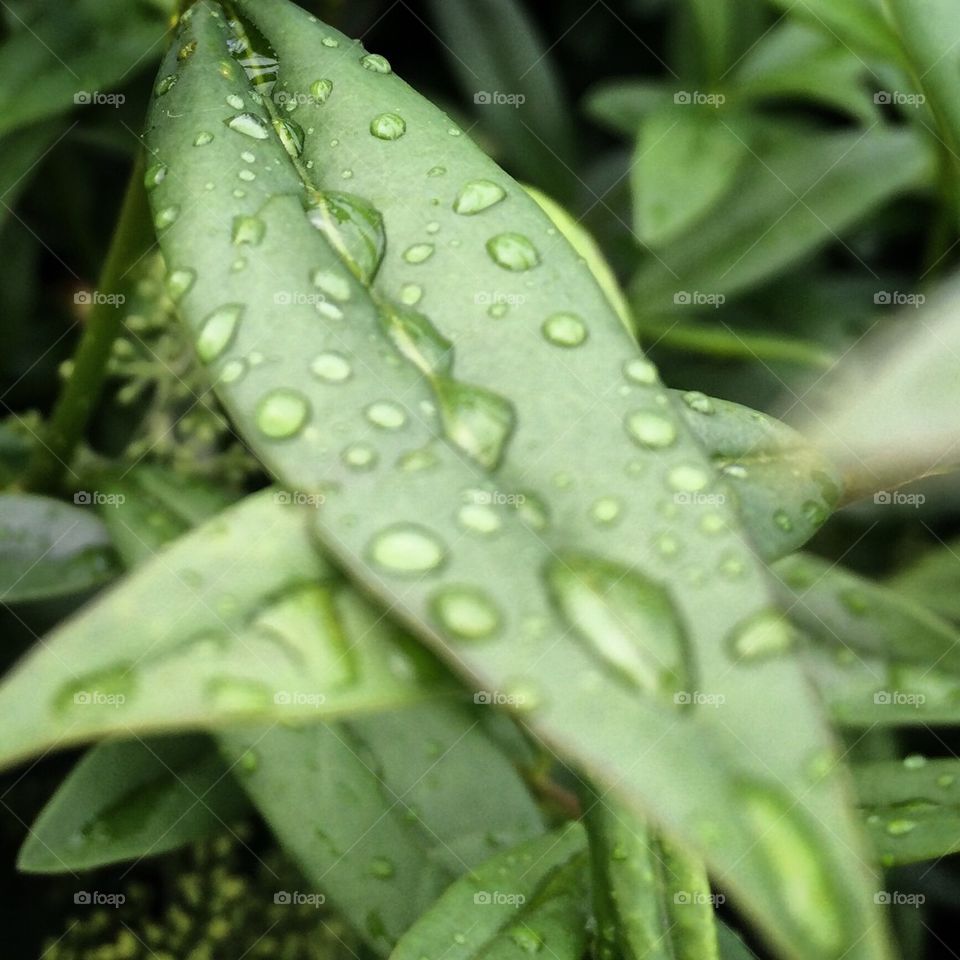 Rain Drops Over Leaves