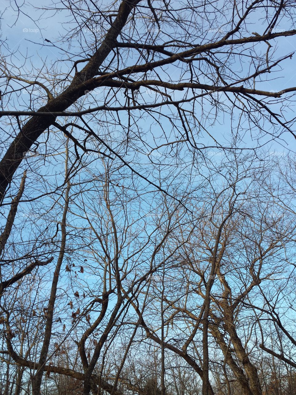 Low angle view of bare tree against sky